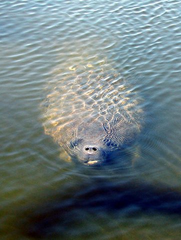 2007ManateeSurfacing 2007ManateeSurfacing