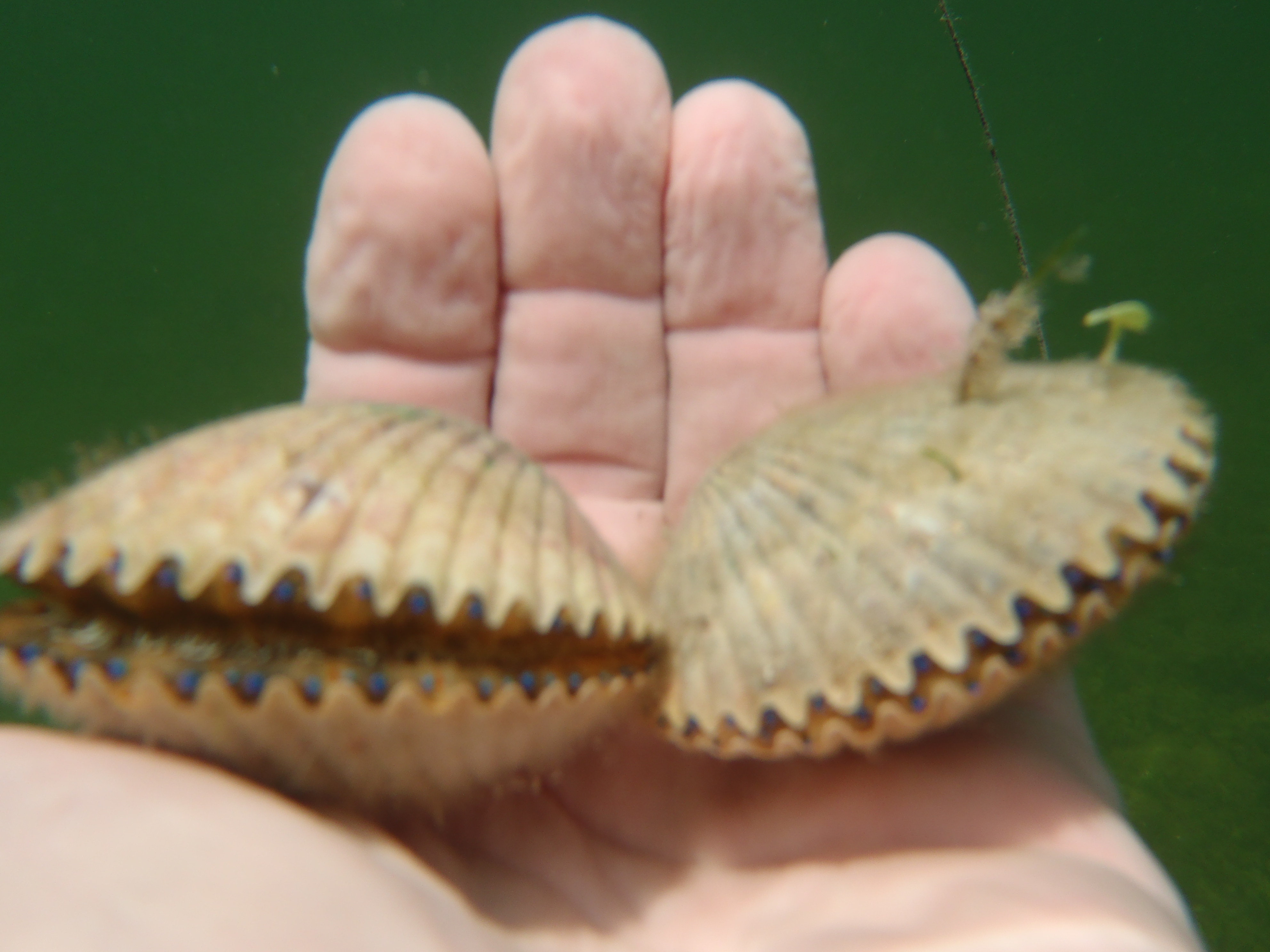 Scallops underwater 021