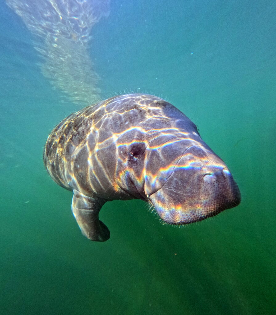 DCIM100GOPROGP010789.JPG crystal river manatee tour